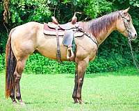 barrel-quarter-horse