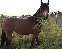 bay-snip-upper-lip-horse