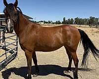 started-under-saddle-arabian-friesian-horse