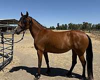 trained-arabian-friesian-horse