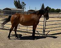 working-arabian-friesian-horse