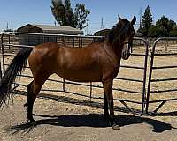 arabian-friesian-filly-mare