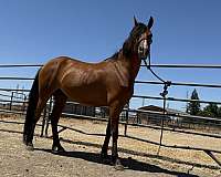 star-horse