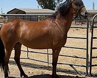 strip-horse