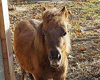 miniature-horse-for-sale