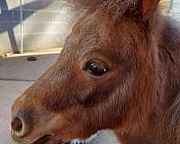 miniature-mare