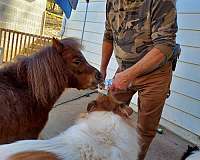miniature-horse