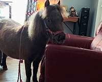 therapy-horse