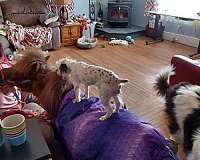 service-miniature-horse
