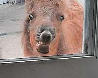 sitter-miniature-horse