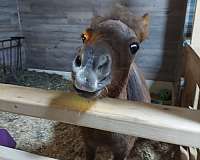 sugar-miniature-horse