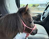 pal-mare