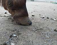 age-miniature-horse