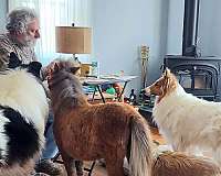 attention-miniature-horse