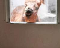 intelligent-miniature-horse