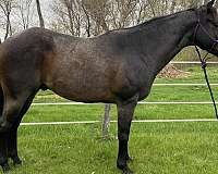 all-around-quarter-horse