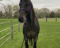 athletic-quarter-horse