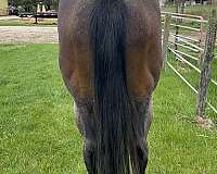 barrel-race-quarter-horse