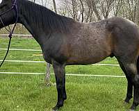 barrel-racing-quarter-horse