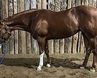 breeding-quarter-horse