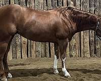 double-registered-quarter-horse