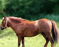 pleasure-driving-miniature-horse