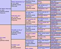 western-plea-filly