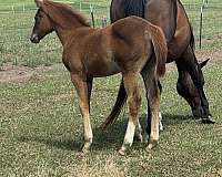 all-around-appendix-horse