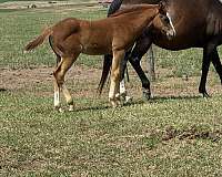 athletic-appendix-horse