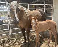 champ-mule