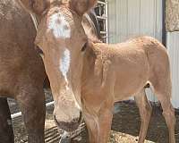 forever-home-mule