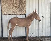 palomino-quarter-mule