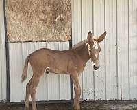 quarter-mule