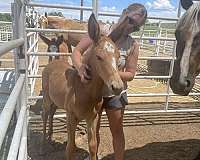 sire-mule