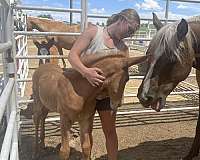 trailer-mule