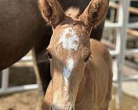 mule-colt-horse