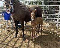 champ-colt
