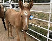 babies-mule