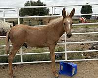 baby-mule