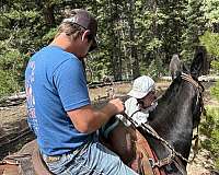 foal-mule