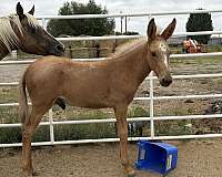 mammoth-donkey-mule