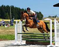 bay-cwhba-mare