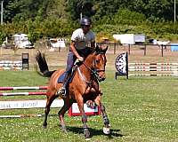 bay-cwhba-horse