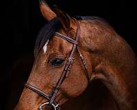 bay-mare-for-sale