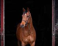 cwhba-mare