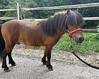 miniature-mule-colt-stallion