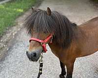 behaved-miniature-horse
