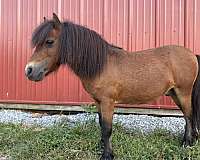 stallion-miniature-mule