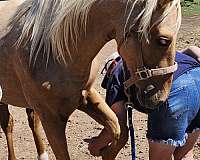 dappled-palomino-morgan-horse