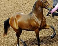creme-morgan-horse